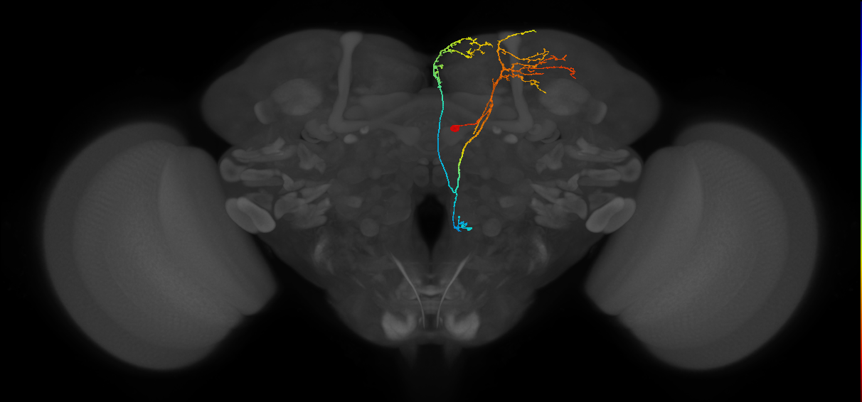SMP296_R (FlyEM-HB:665552356)