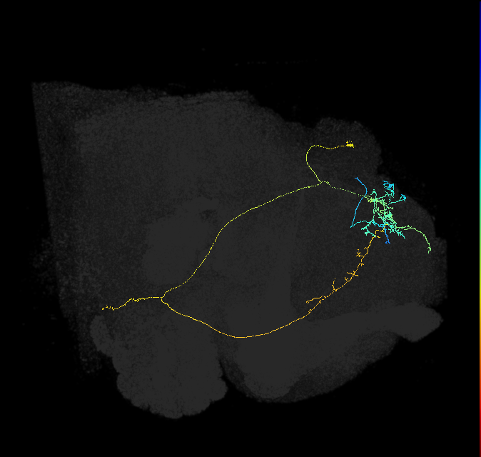 SMP296_R (FlyEM-HB:758320421)