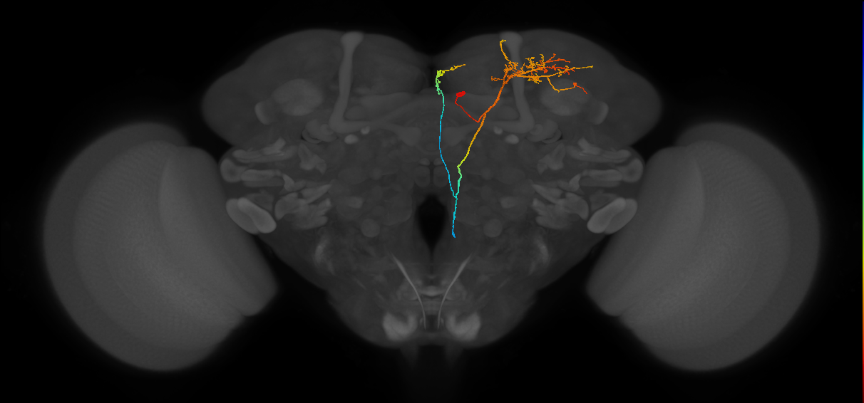 SMP296_R (FlyEM-HB:758320421)