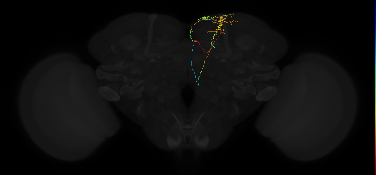 adult superior medial protocerebrum neuron 304