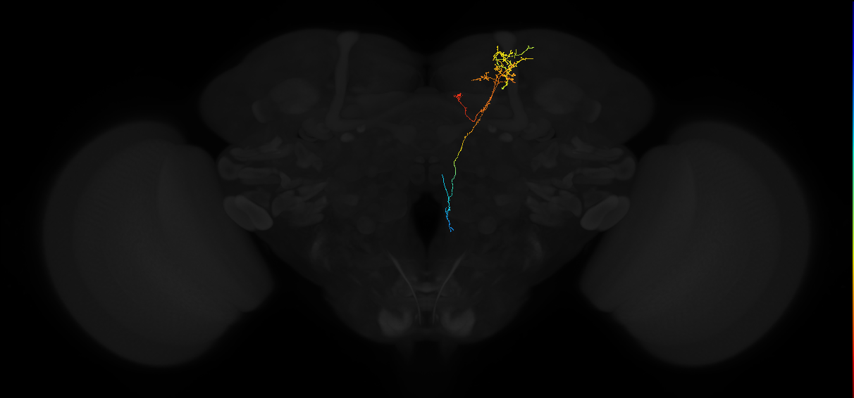 adult superior medial protocerebrum neuron 306
