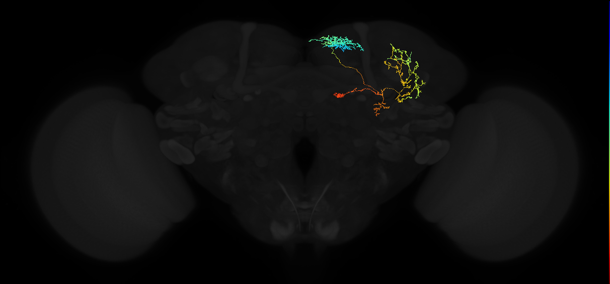 adult superior medial protocerebrum neuron 311