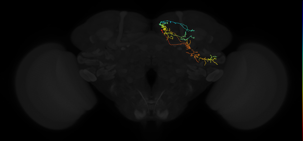 adult superior medial protocerebrum neuron 312