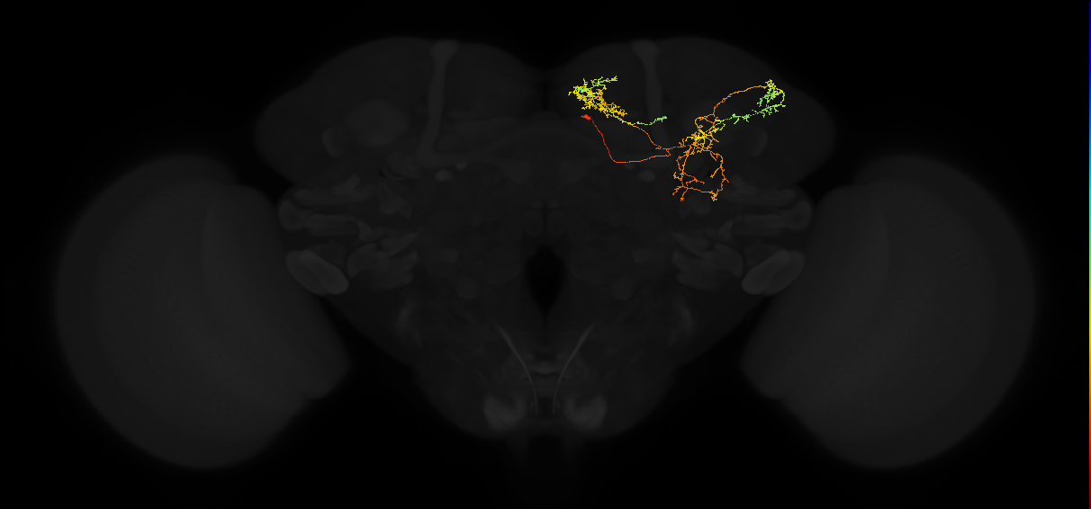 adult superior medial protocerebrum neuron 314