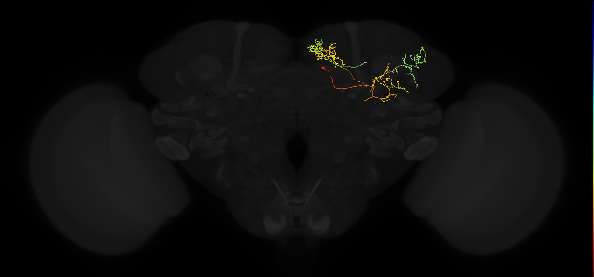 adult superior medial protocerebrum neuron 315