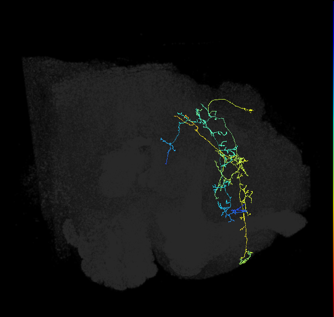 SMP316_a_R (FlyEM-HB:796393522)