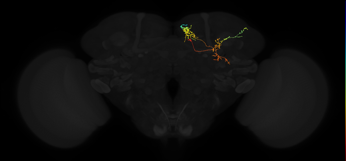 adult superior medial protocerebrum neuron 316