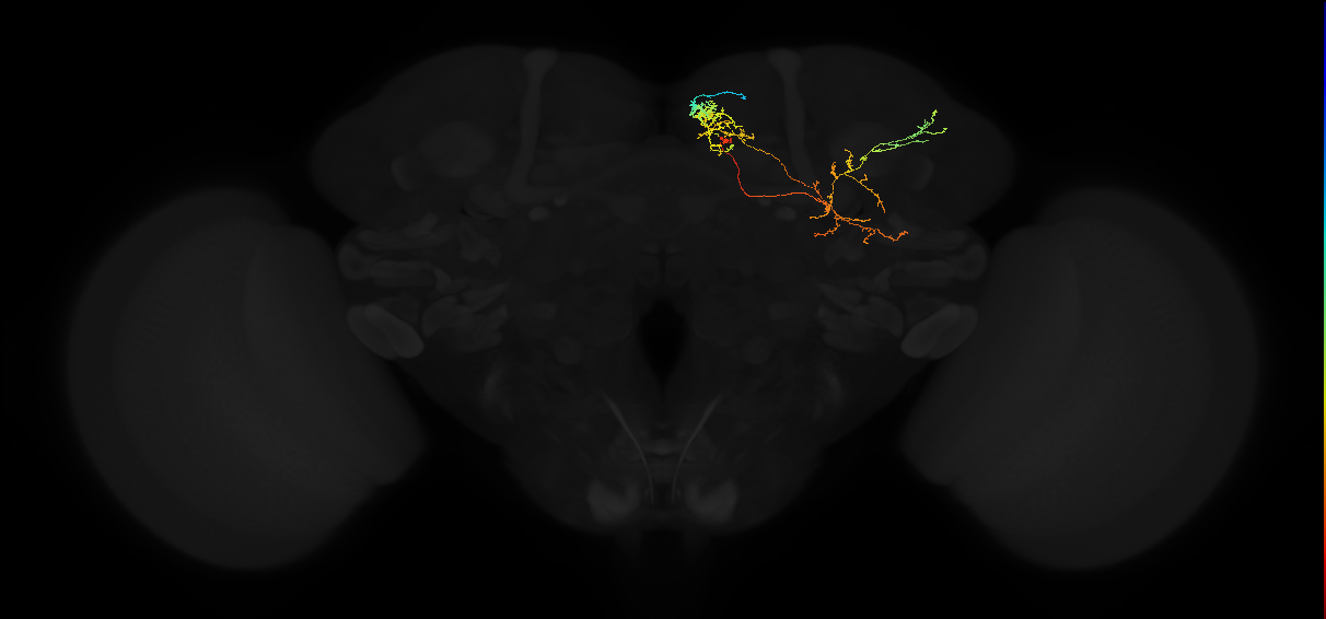 adult superior medial protocerebrum neuron 316