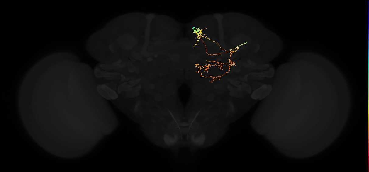 adult superior medial protocerebrum neuron 321