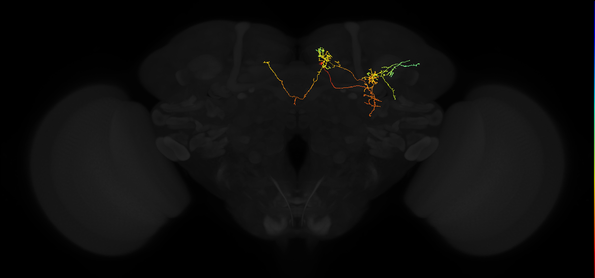 adult superior medial protocerebrum neuron 325
