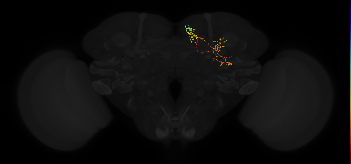 adult superior medial protocerebrum neuron 330