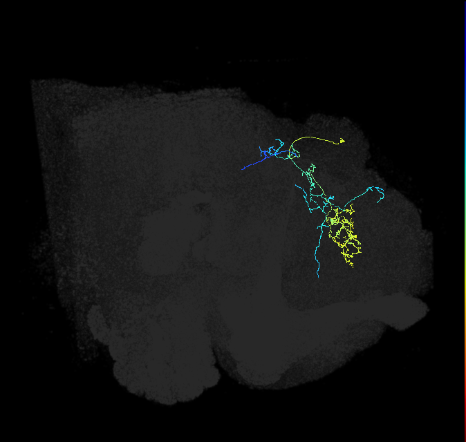 SMP331_R (FlyEM-HB:670020922)