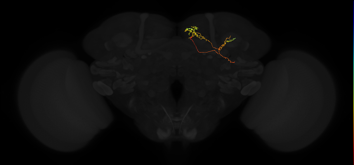 adult superior medial protocerebrum neuron 332