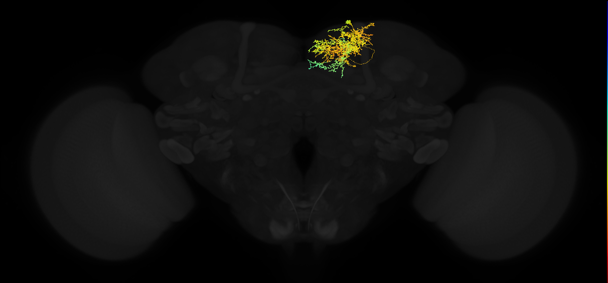 adult superior medial protocerebrum neuron 337