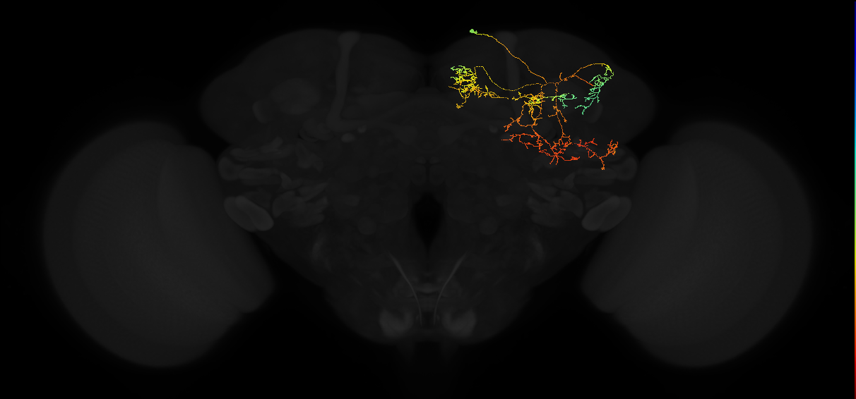 adult superior medial protocerebrum neuron 340