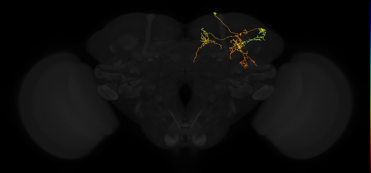 adult superior medial protocerebrum neuron 341