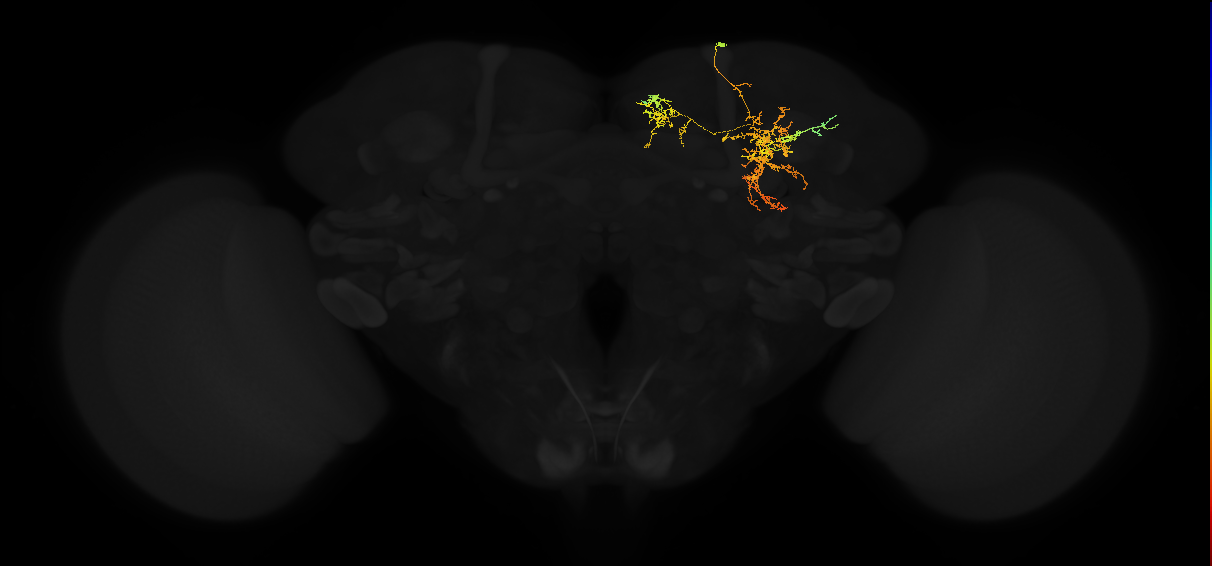 adult superior medial protocerebrum neuron 342