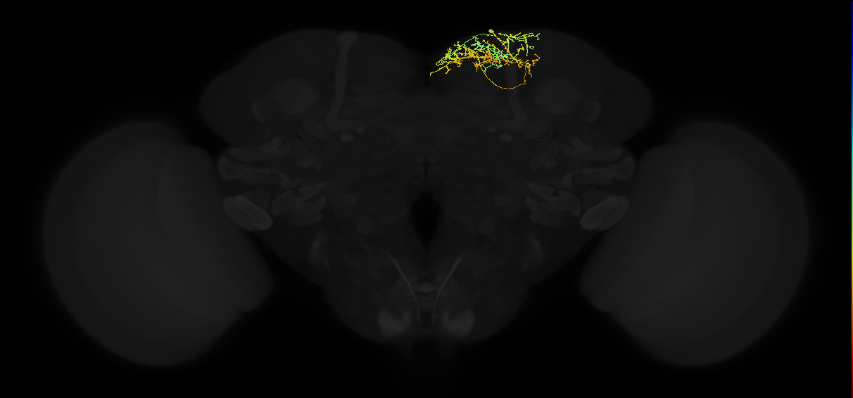 adult superior medial protocerebrum neuron 347