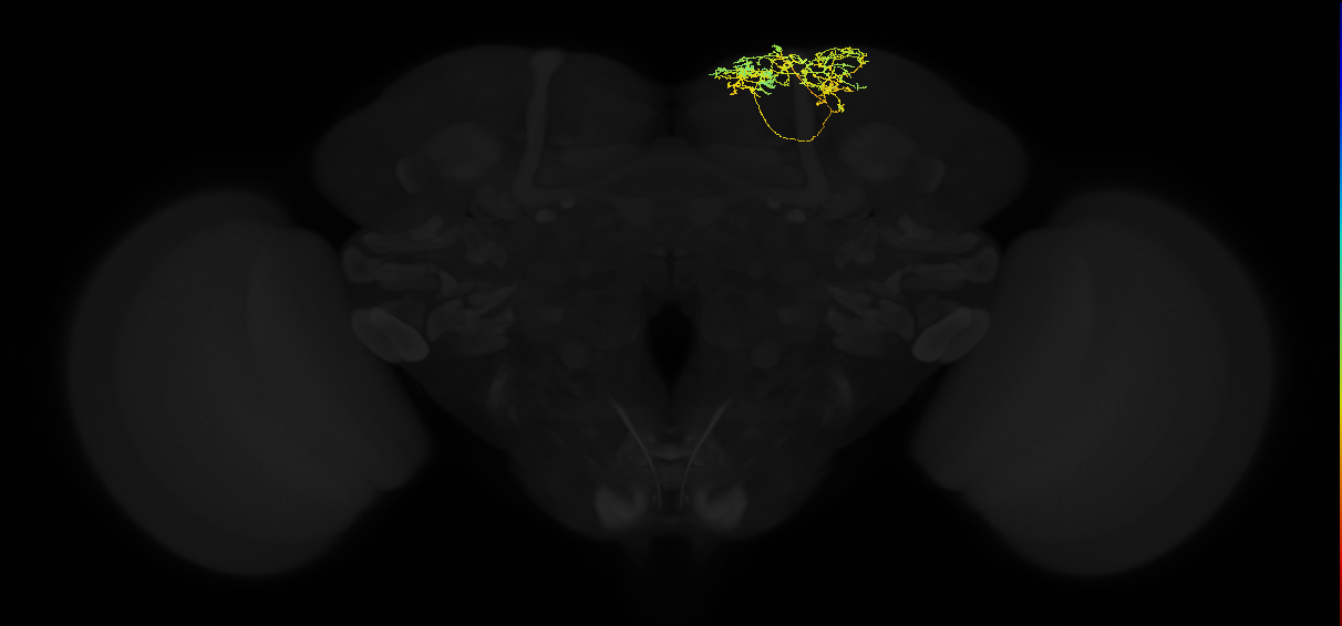 adult superior medial protocerebrum neuron 349