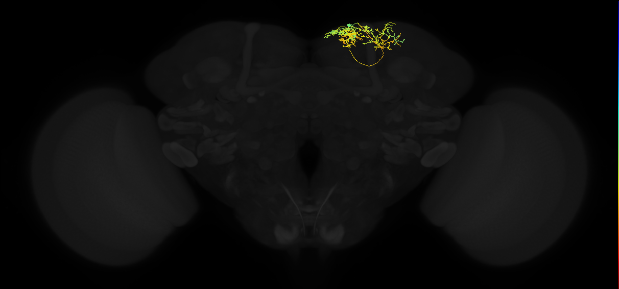 adult superior medial protocerebrum neuron 349