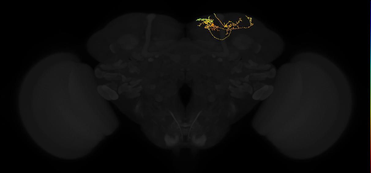 adult superior medial protocerebrum neuron 350
