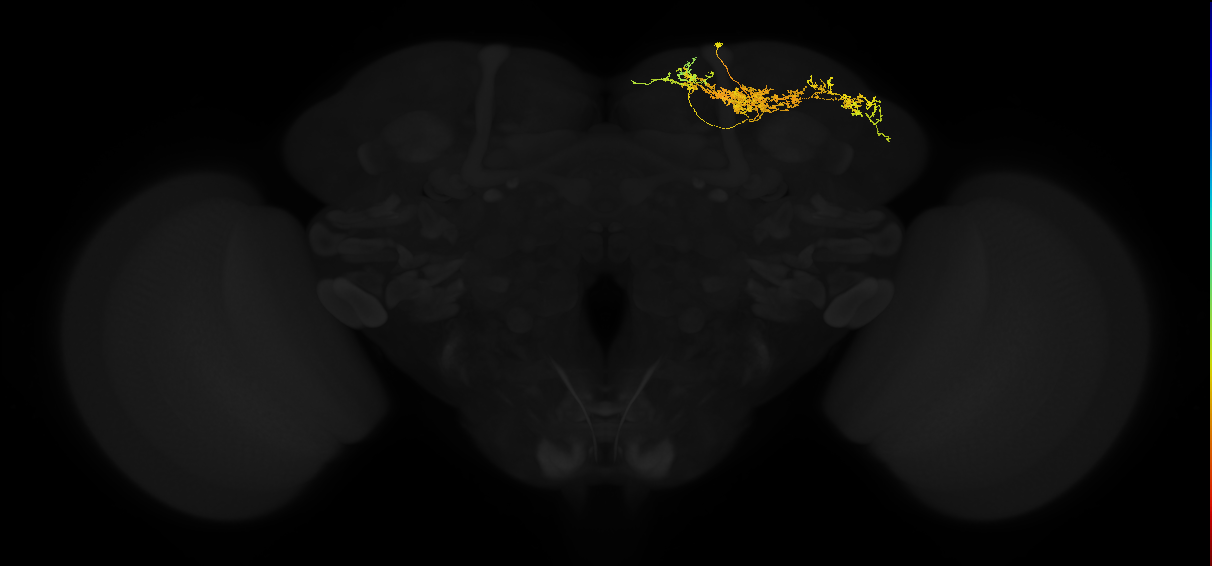 adult superior medial protocerebrum neuron 353