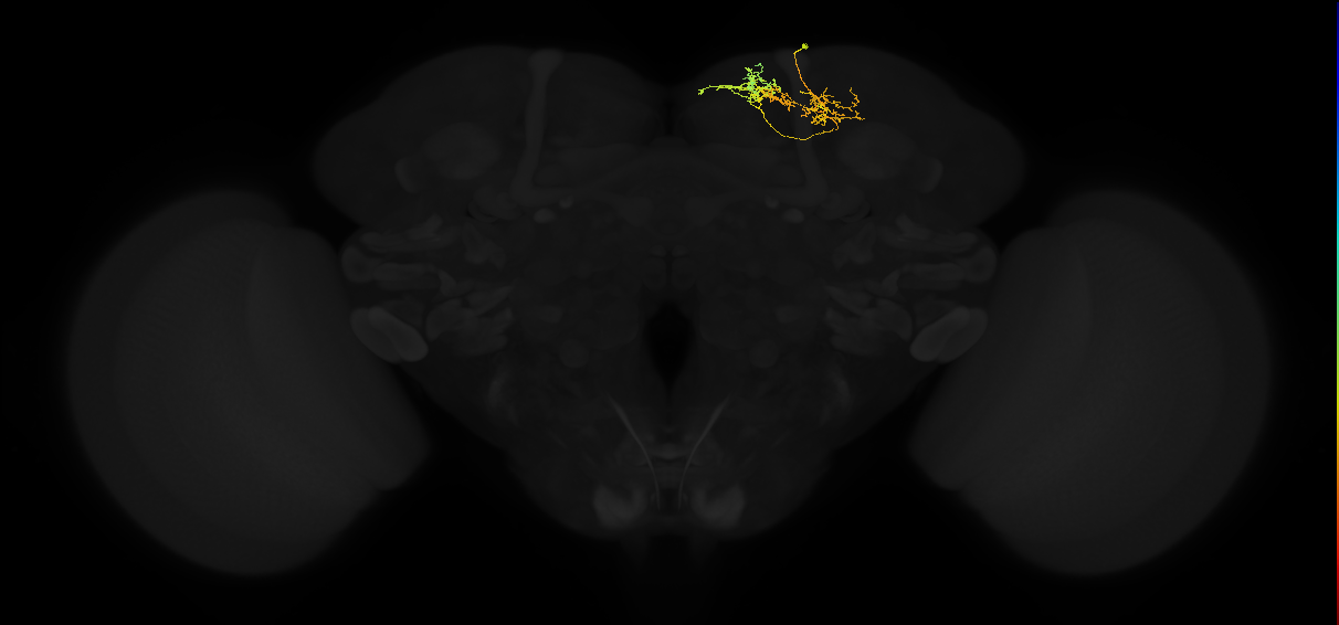 adult superior medial protocerebrum neuron 354