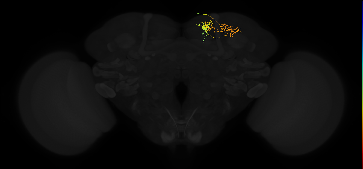 adult superior medial protocerebrum neuron 356