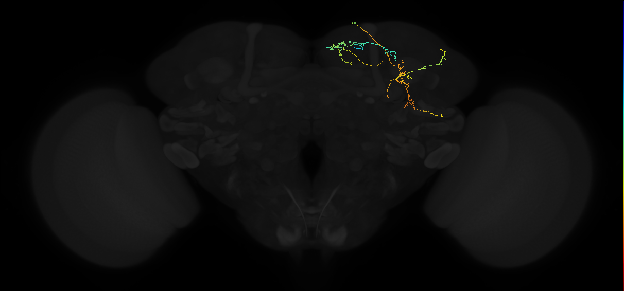 adult superior medial protocerebrum neuron 357