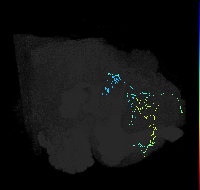 SMP358_R (FlyEM-HB:5812982052)