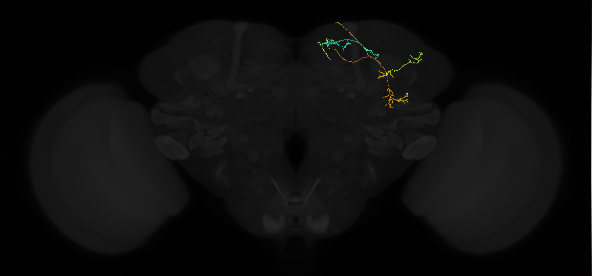 adult superior medial protocerebrum neuron 360