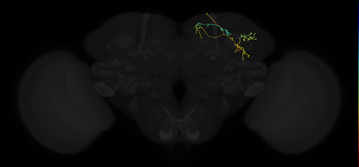 adult superior medial protocerebrum neuron 361