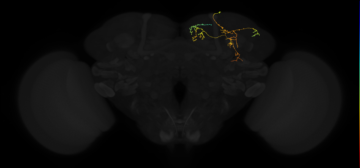 adult superior medial protocerebrum neuron 362