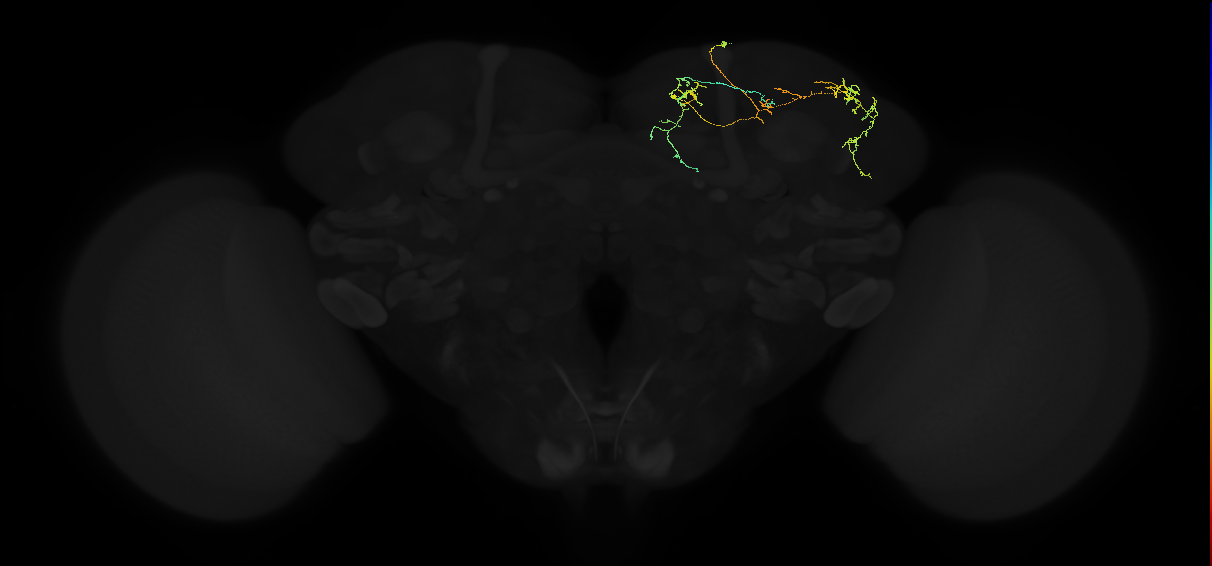 adult superior medial protocerebrum neuron 363