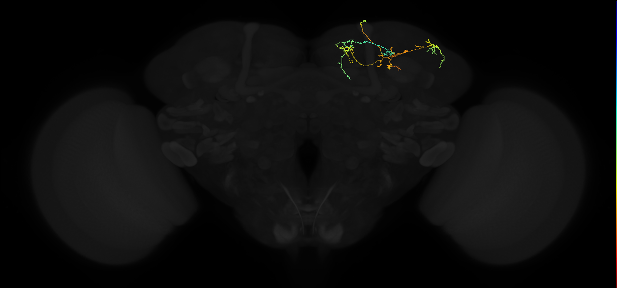 adult superior medial protocerebrum neuron 363