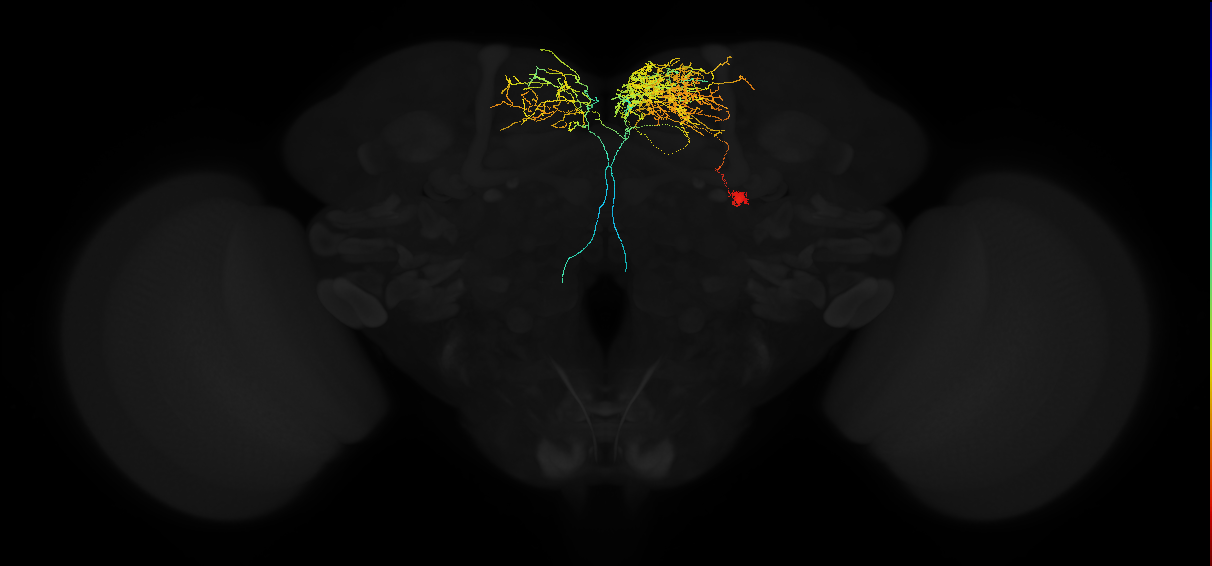 adult superior medial protocerebrum neuron 367