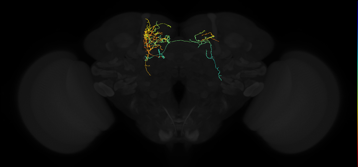 adult superior medial protocerebrum neuron 371