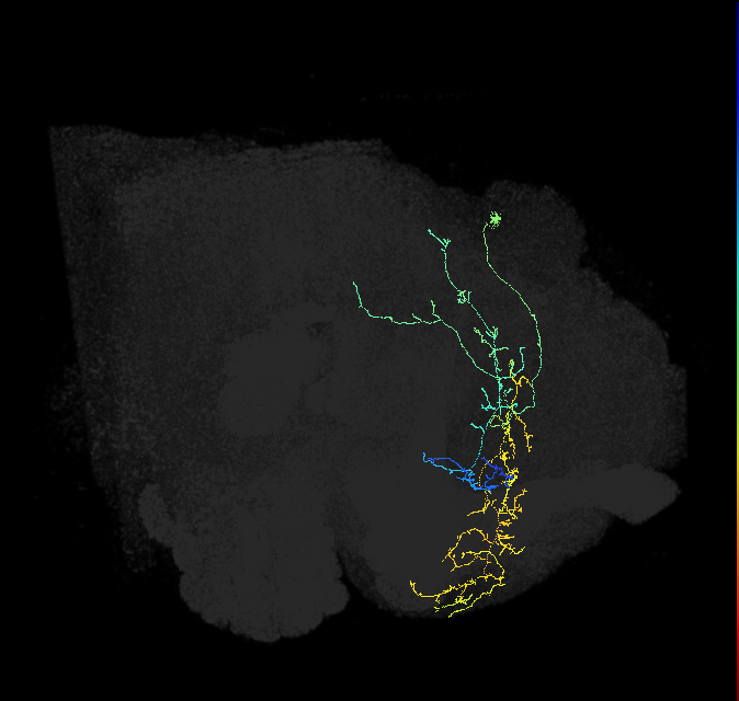 adult superior medial protocerebrum neuron 381