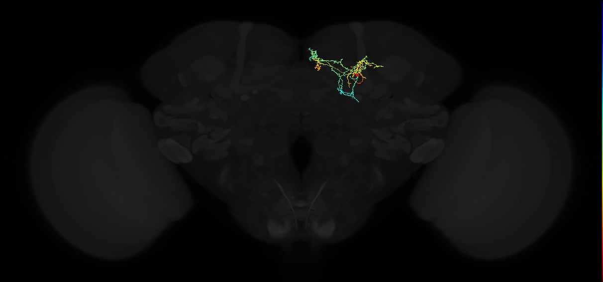 adult superior medial protocerebrum neuron 382