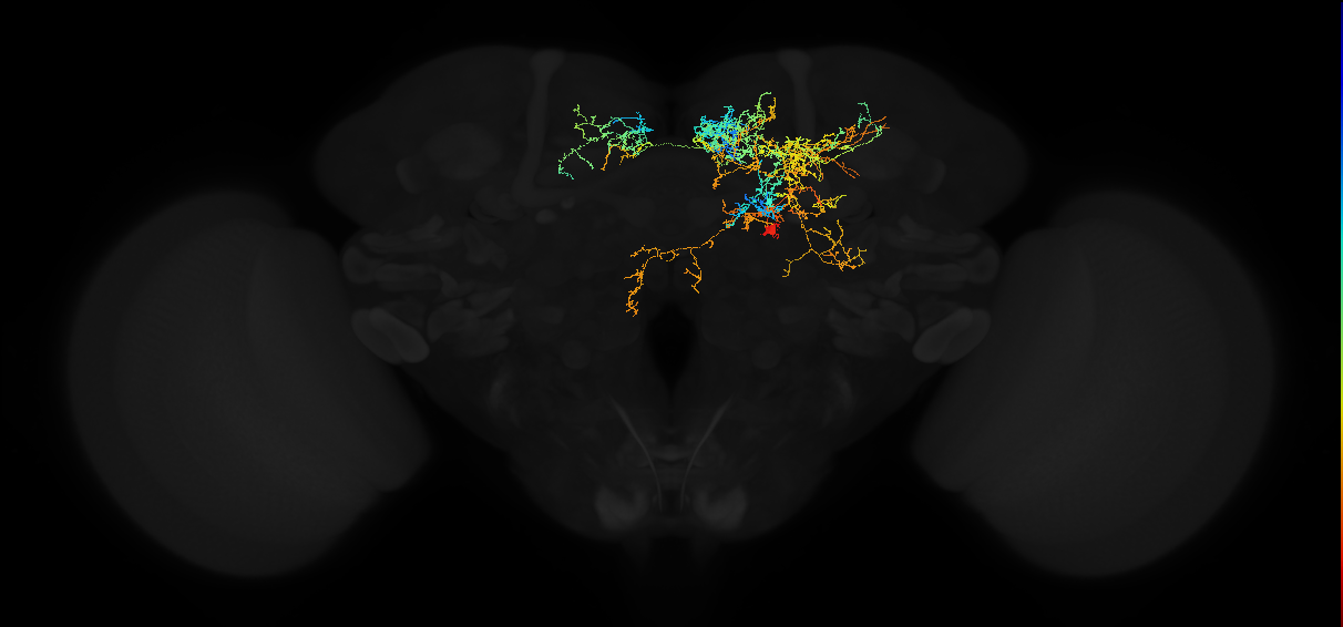 adult superior medial protocerebrum neuron 386