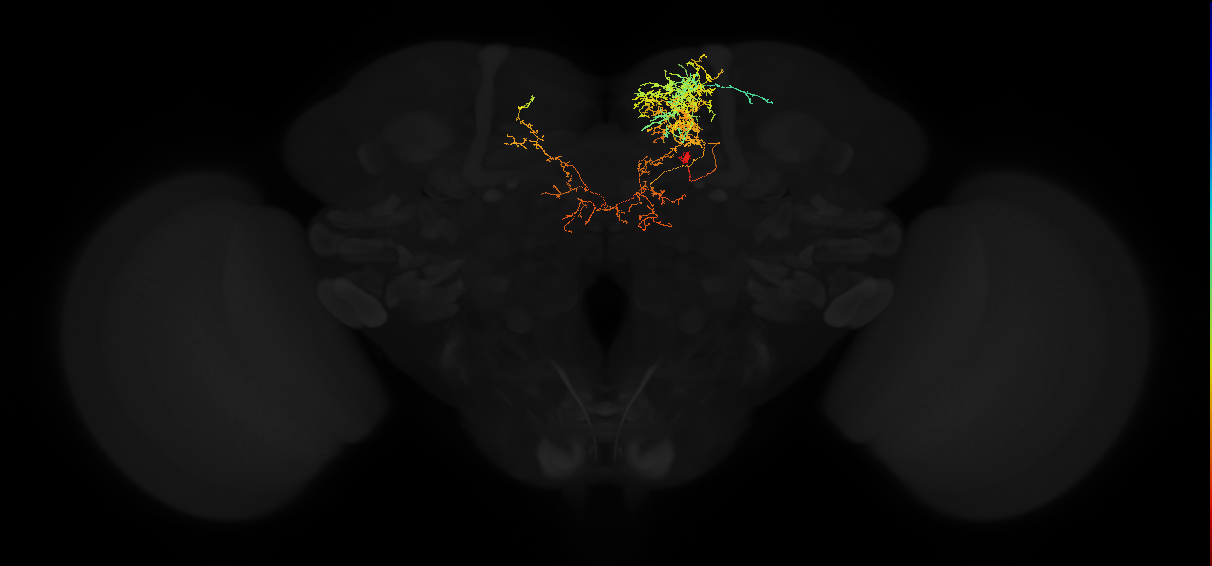 adult superior medial protocerebrum neuron 387