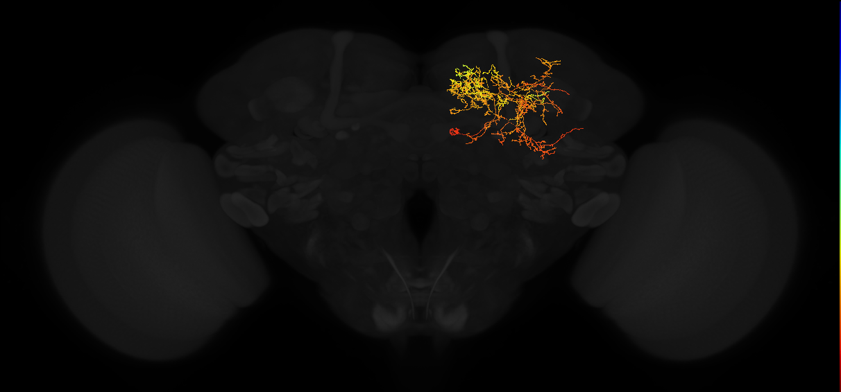 adult superior medial protocerebrum neuron 388