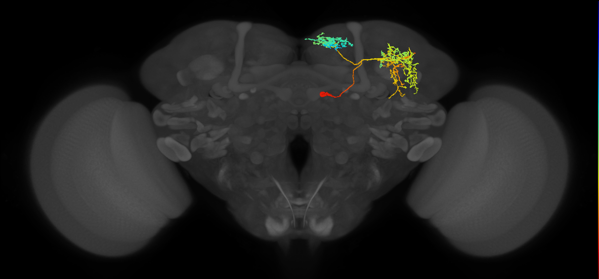 SMP389_R (FlyEM-HB:575197482)