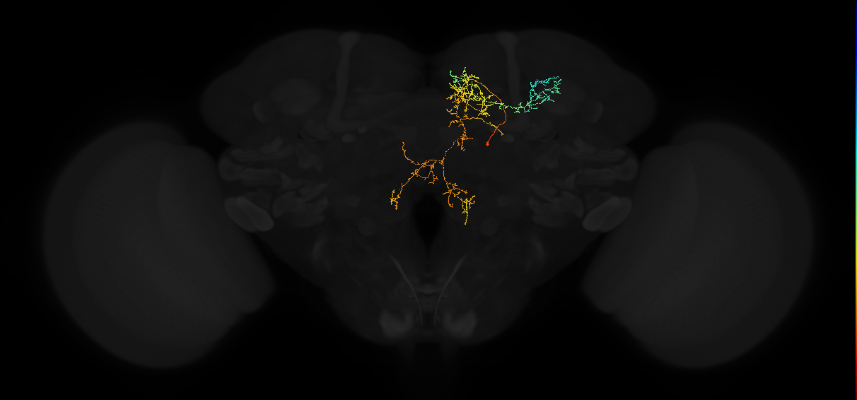 adult superior medial protocerebrum neuron 394