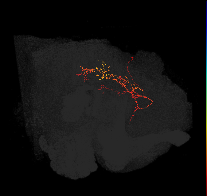 adult superior medial protocerebrum neuron 396