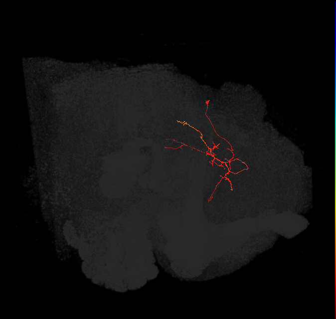 adult superior medial protocerebrum neuron 397