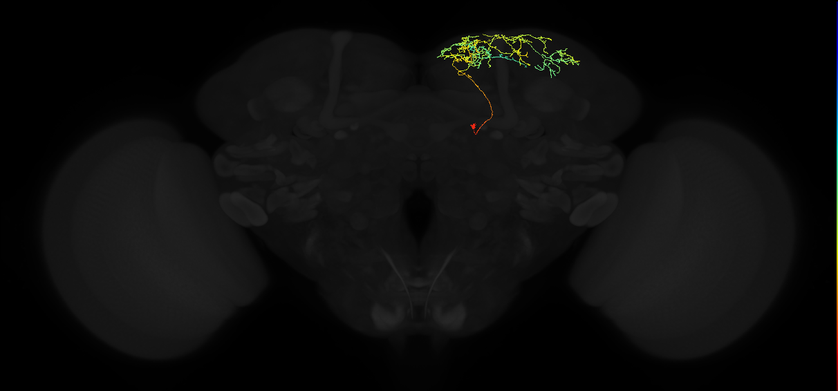 adult superior medial protocerebrum neuron 399