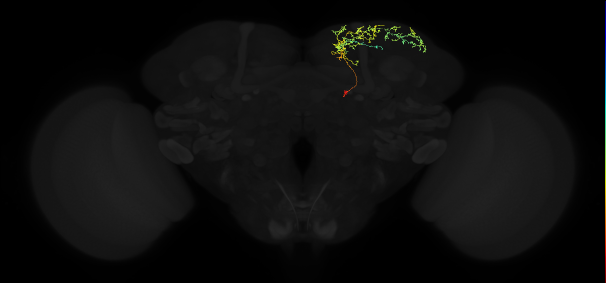adult superior medial protocerebrum neuron 399