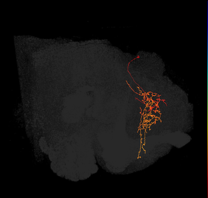 SMP403(PDM09)_L (FlyEM-HB:606340818)