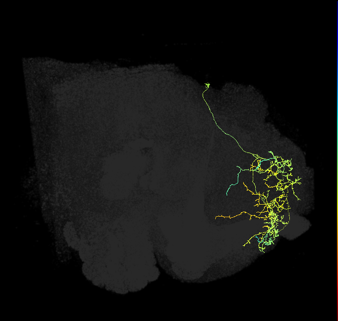 SMP406_R (FlyEM-HB:328278449)